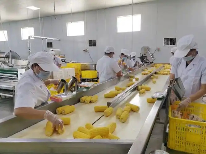 玉米深加工的好项目有哪些?前景和应用产品有哪些