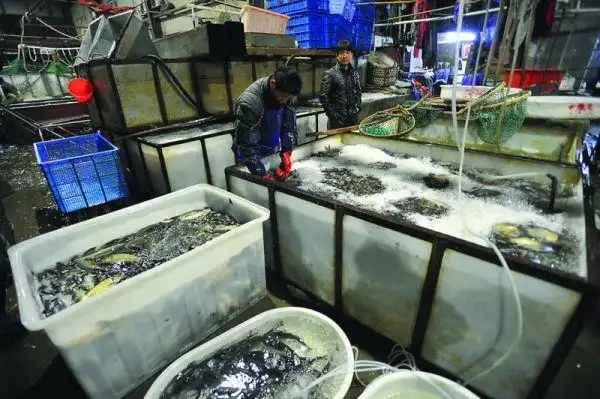 鱼批发从哪里进货最便宜?如何找到可靠的供应商